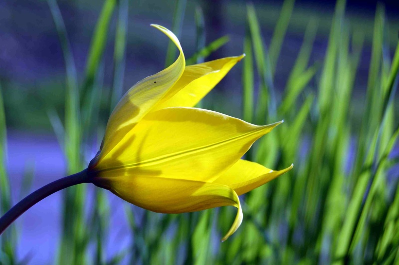 Fioritura di Tulipa sylvestris